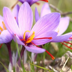 Crocus saffron