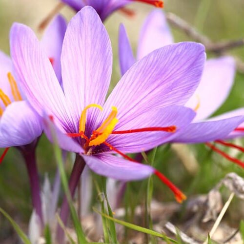 Crocus saffron