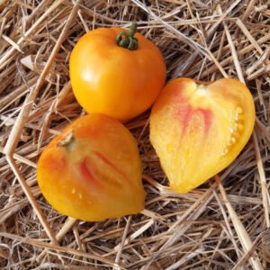 Sunrise Heart tomato