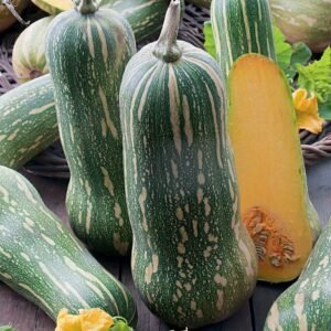 hhbhb Naples Long winter squash