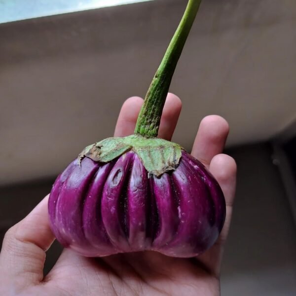 hnj Purple ruffled eggplant