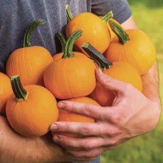 Small suagar pumpkin