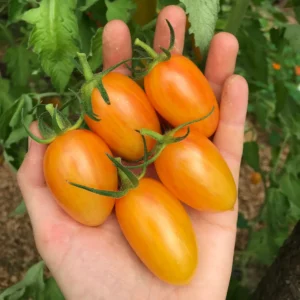 blush cherry tomato