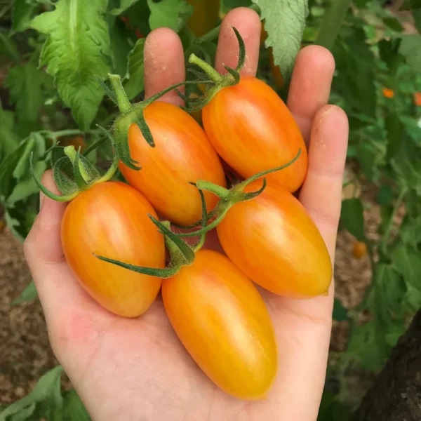 blush cherry tomato