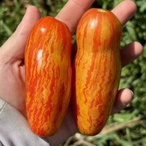 Striped roman tomato