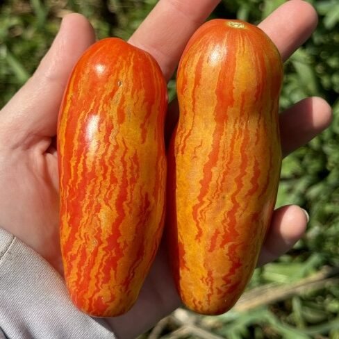 Striped roman tomato
