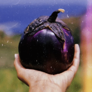 Violet of florence eggplant