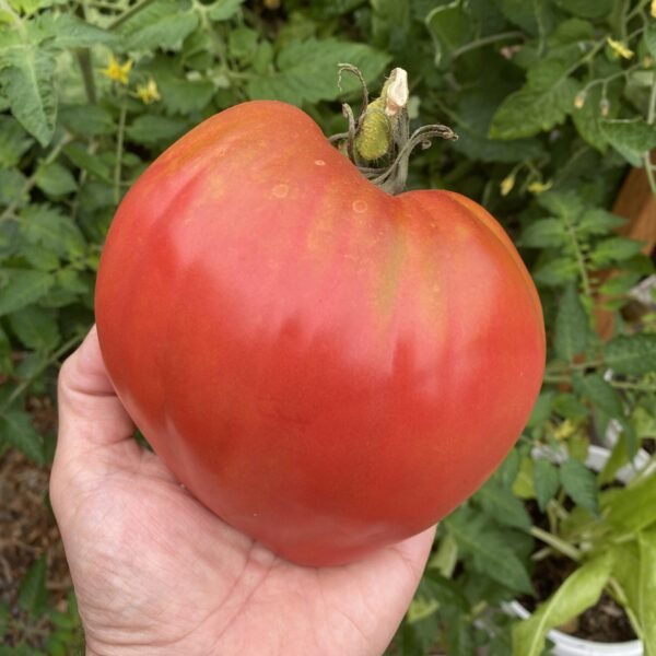hungarian heart tomato