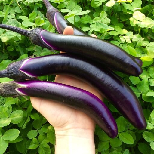 Japanese eggplant F1