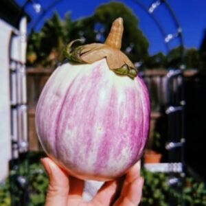 Rosa bianca eggplant