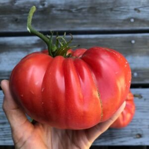 Red Beefsteak tomato F1