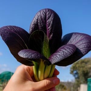 Red Pak Choi