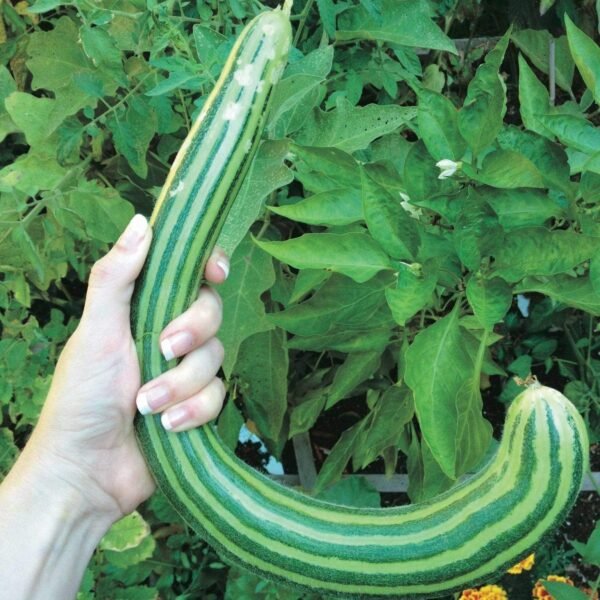 Giant summer cucumber