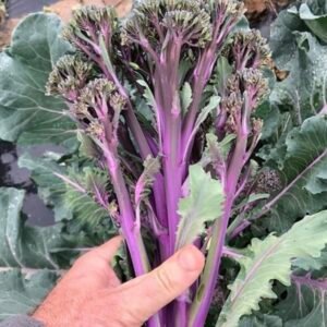 Sprouting Purple Broccoli