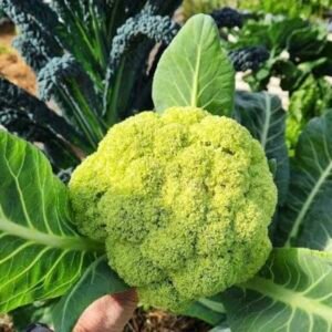 Green Cauliflower Macerata