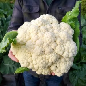Snow White Cauliflower