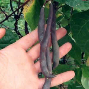 Purple Sirindhorn Beans F1