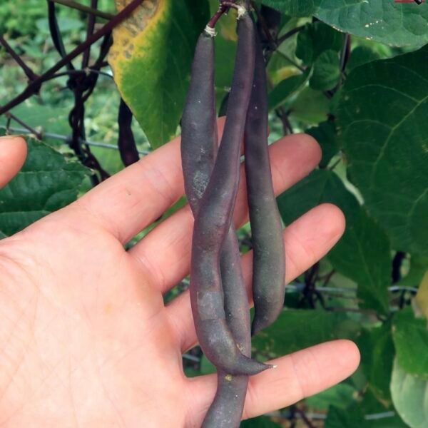 Purple Sirindhorn Beans F1
