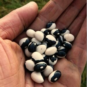 Orca Beans (Dalmation)