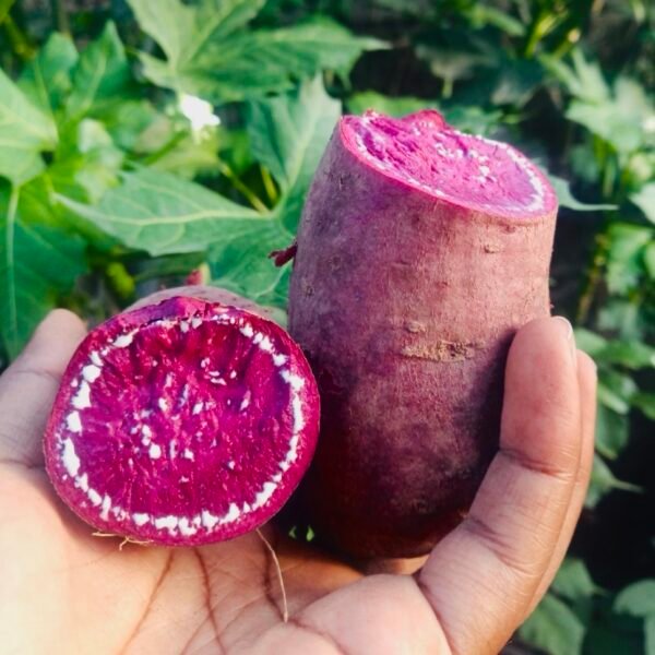 Purple Potato