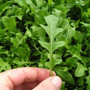 Arugula