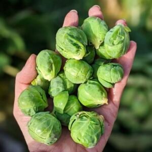 Brussel Sprouts