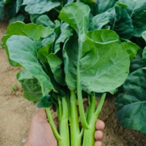 Chinese Kale