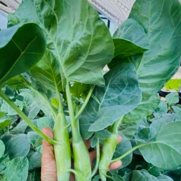 Large Leaf Chinese Kale