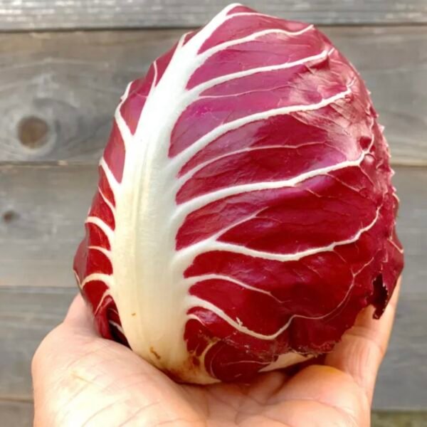 Radicchio