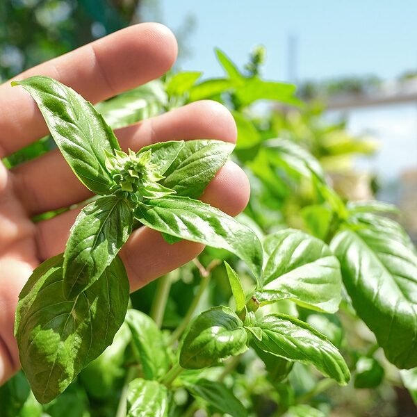 Kuwaiti Basil