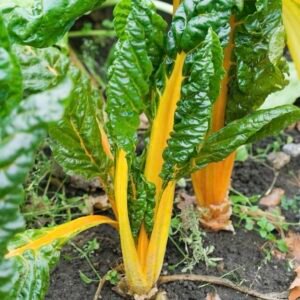 Yellow Swiss Chard