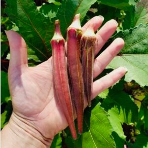 Red Okra