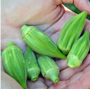 Iraqi Okra