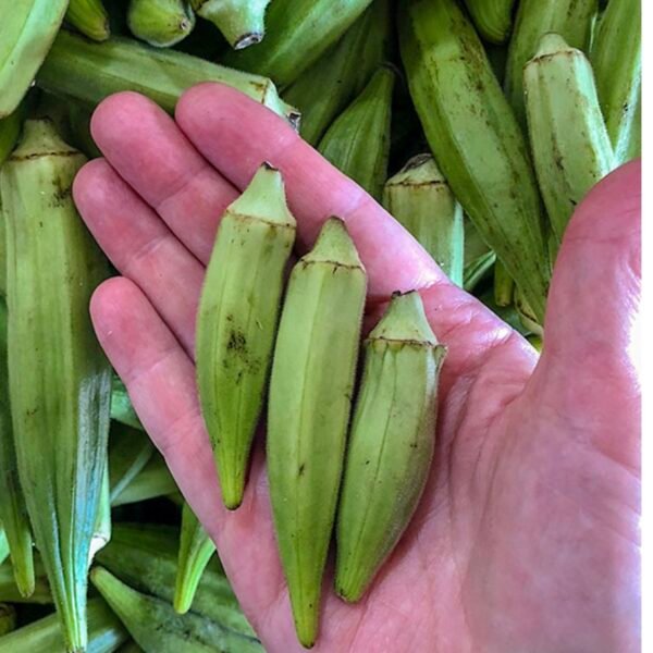 Hasawi Okra