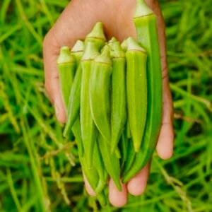 Thai Okra