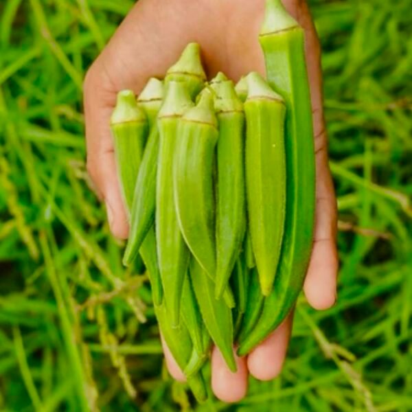 Thai Okra