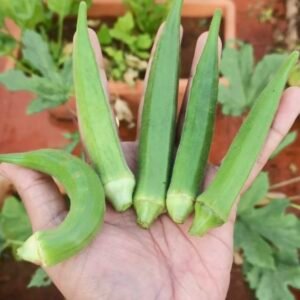 Indian okra
