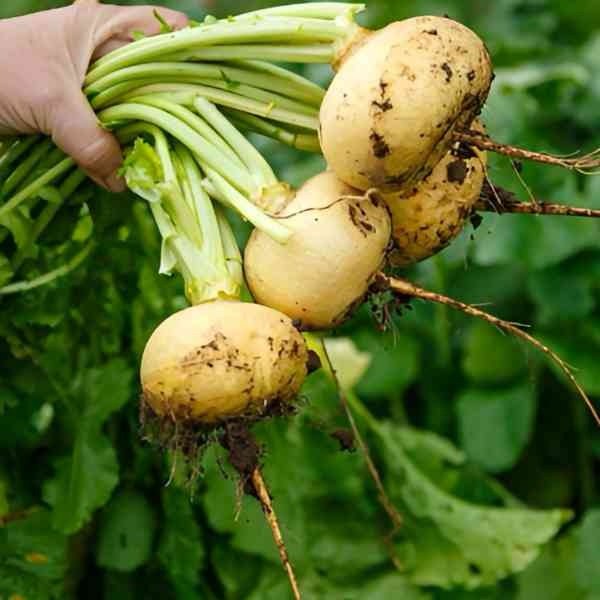 Golden globe Radish