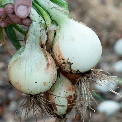 White Onion