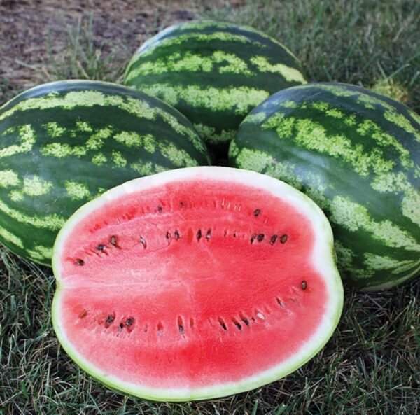 Crimson Sweet Watermelon