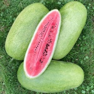 Charleston Gray Watermelon