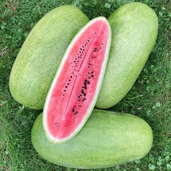 Charleston Gray Watermelon