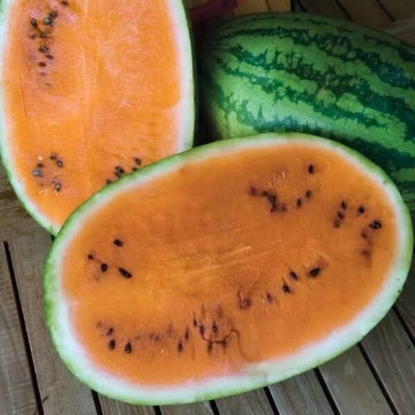 img_1692 Orange Tendersweet Watermelon
