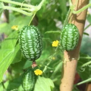 Cucamelon