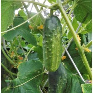 Moneymaker Cucumber