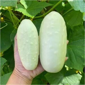White Cucumber