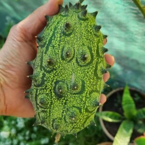 African Horned Cucumber
