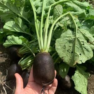 Black Radish