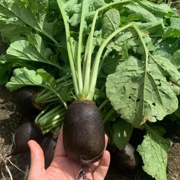 Black Radish