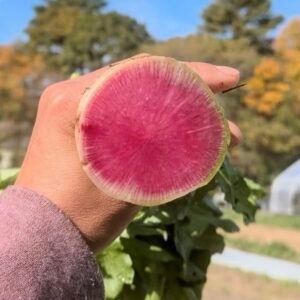Watermelon Radish